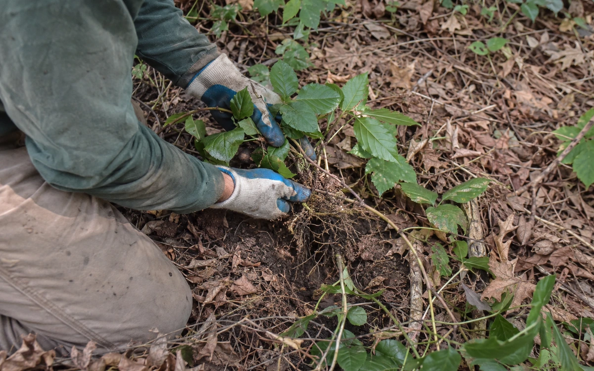Poison ivy removal contractor
